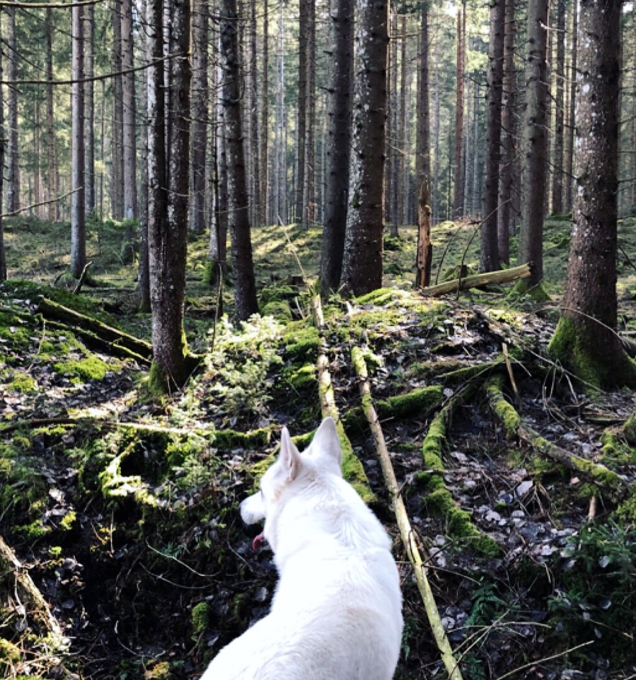 A white dog on a mossy forest trail