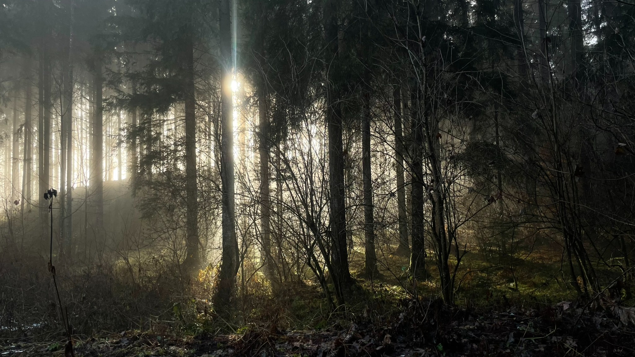 Sunlight breaking through the spruce trees