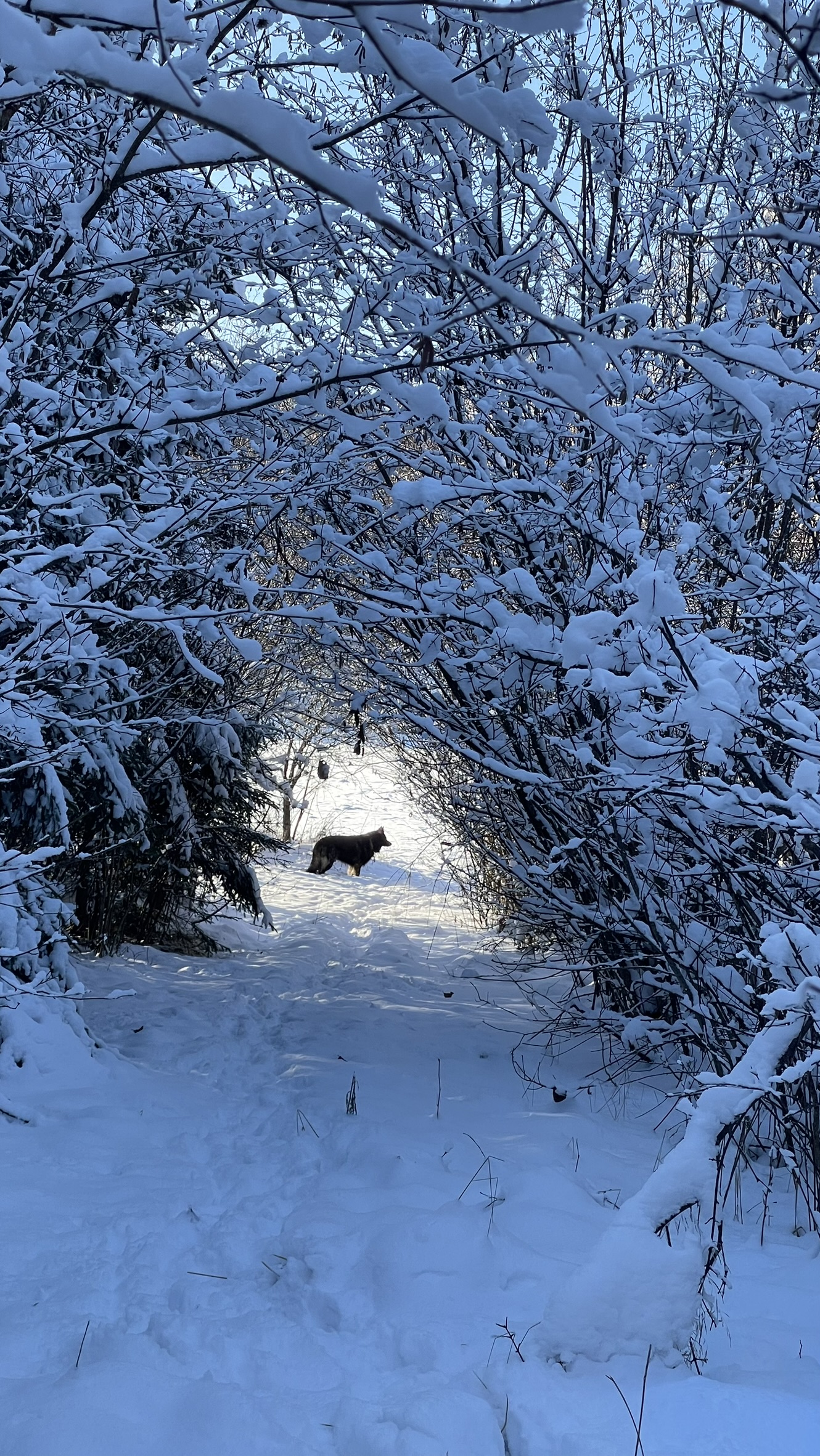 A snowed-in path arching through the woods