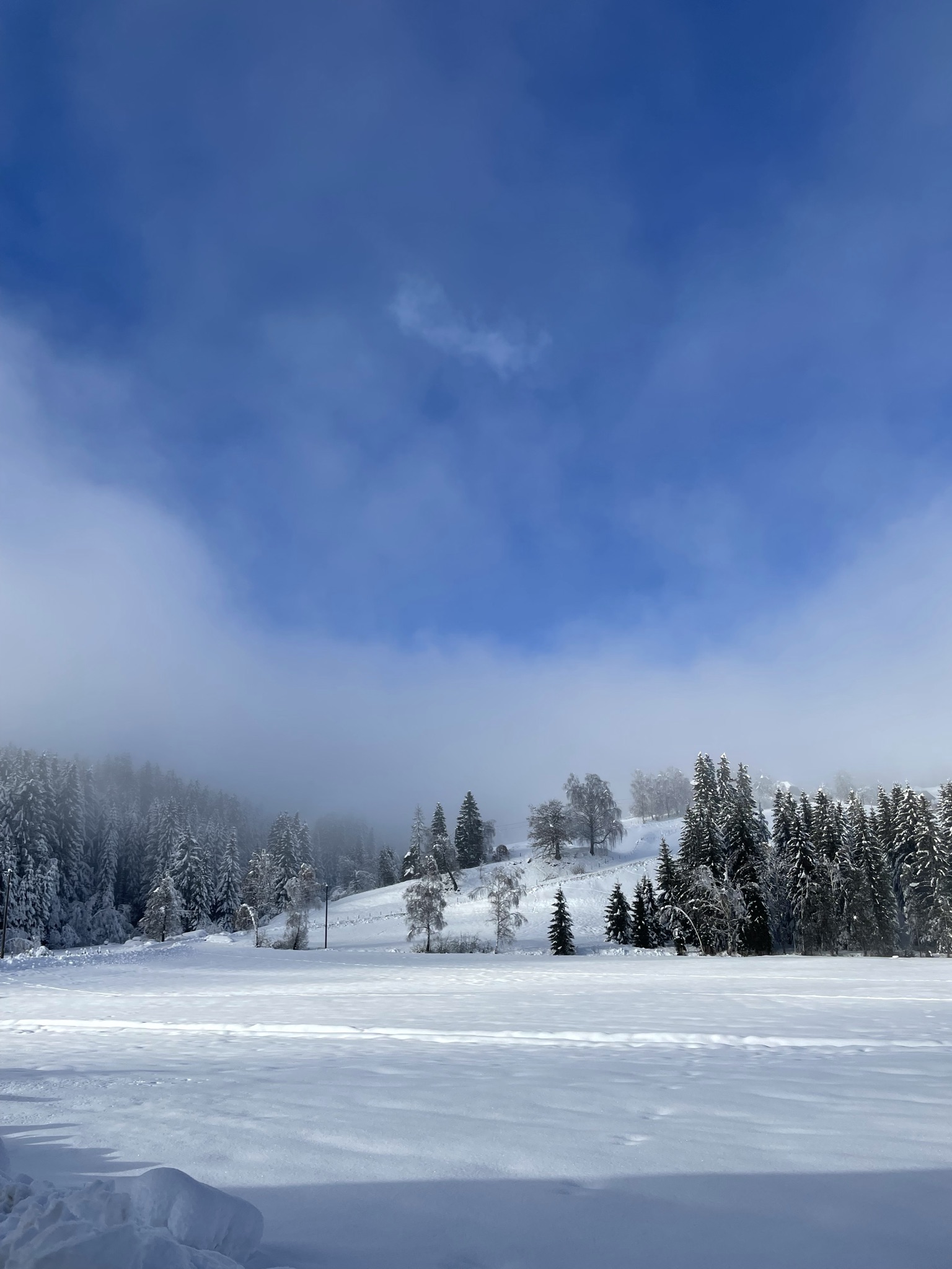 Snow-covered trees under a deep blue sky